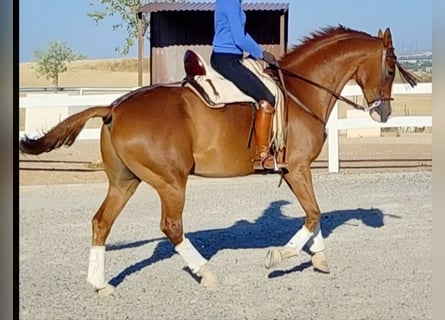 Anglo-Arabo, Wallach, 10 Jahre, 168 cm, Fuchs