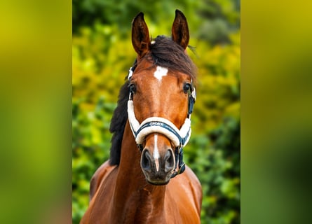 Anglo-Arabo, Wallach, 2 Jahre, 158 cm, Rotbrauner Anglo-Arabo, Wallach, 2 Jahre, 158 cm, Rotbrauner