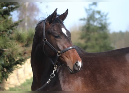 Anglo-Arabo, Wallach, 3 Jahre, 169 cm, Dunkelbrauner