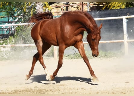 Anglo-Arabo, Wallach, 4 Jahre, 160 cm, Fuchs