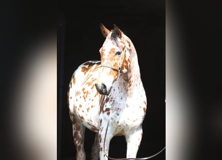 Anglo-Arabo Mix, Wallach, 4 Jahre, 165 cm, Tigerschecke