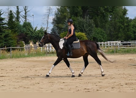 Anglo-Arabo, Wallach, 4 Jahre, 170 cm, Schecke
