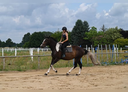 Anglo-Arabo, Wallach, 4 Jahre, 170 cm, Schecke
