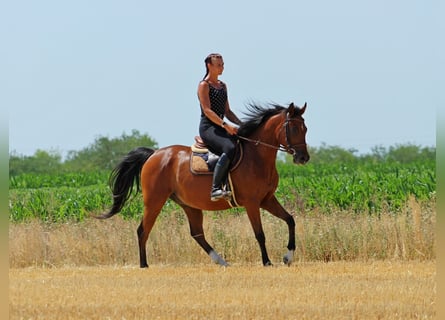 Anglo-Arabo, Wallach, 5 Jahre, 155 cm, Rotbrauner