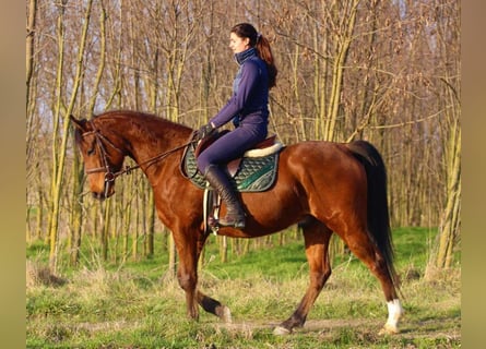 Anglo-Arabo, Wallach, 5 Jahre, 155 cm, Rotbrauner