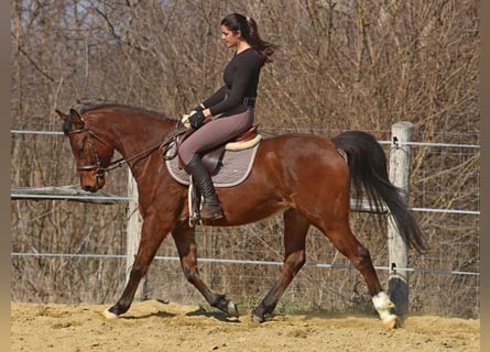 Anglo-Arabo, Wallach, 5 Jahre, 155 cm, Rotbrauner