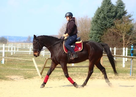 Anglo-Arabo, Wallach, 5 Jahre, 163 cm, Schwarzbrauner