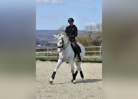 Anglo-Arabo Mix, Wallach, 9 Jahre, 163 cm, Schimmel