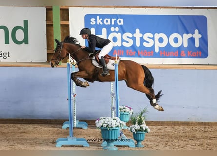 Anglo European Studbook, Caballo castrado, 15 años, 148 cm, Castaño