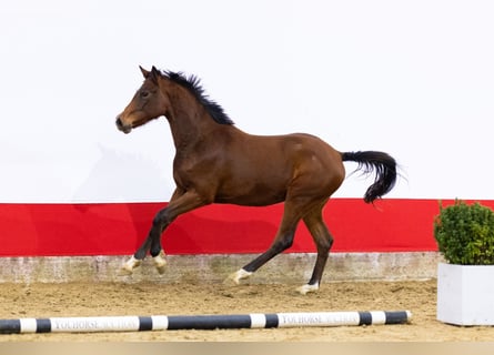Anglo European Studbook, Caballo castrado, 2 años, 150 cm