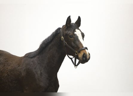 Anglo European Studbook, Caballo castrado, 2 años, 154 cm, Castaño oscuro