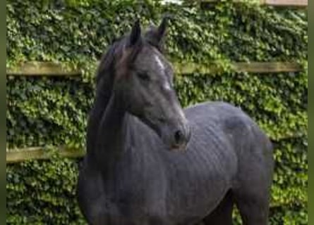 Anglo European Studbook, Caballo castrado, 2 años, 172 cm, Tordillo negro