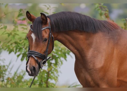 Anglo European Studbook, Caballo castrado, 3 años, 145 cm, Castaño