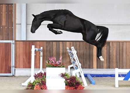 Anglo European Studbook, Caballo castrado, 3 años, 164 cm, Negro