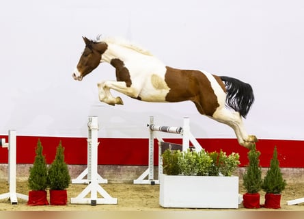 Anglo European Studbook, Caballo castrado, 3 años, 165 cm