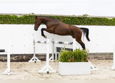 Anglo European Studbook, Caballo castrado, 3 años, 169 cm, Castaño