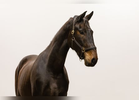 Anglo European Studbook, Caballo castrado, 3 años, 170 cm, Castaño oscuro