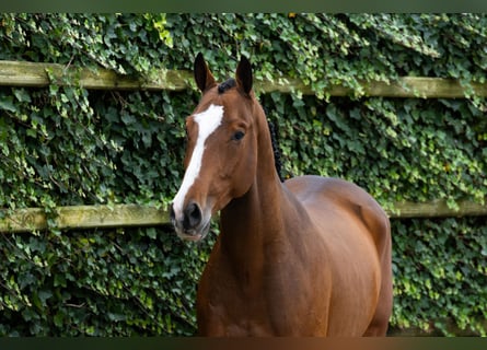 Anglo European Studbook, Caballo castrado, 4 años, 160 cm, Castaño Anglo European Studbook, Caballo castrado, 4 años, 160 cm, Castaño