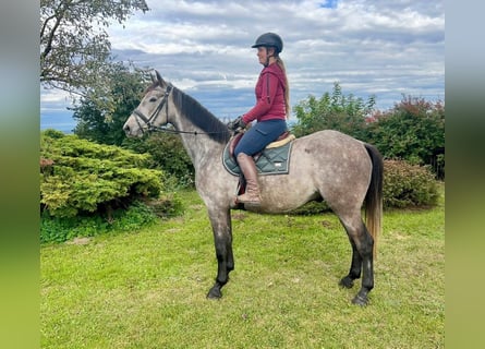 Anglo European Studbook, Caballo castrado, 4 años, 160 cm, Tordo rodado