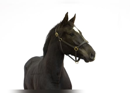 Anglo European Studbook, Caballo castrado, 4 años, 162 cm, Negro