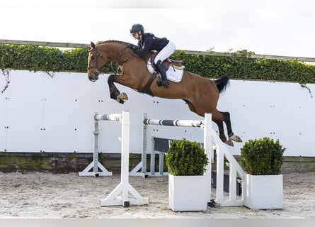 Anglo European Studbook, Caballo castrado, 4 años, 163 cm, Castaño