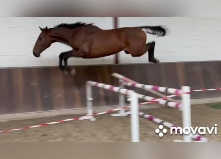 Anglo European Studbook, Caballo castrado, 4 años, 175 cm, Castaño