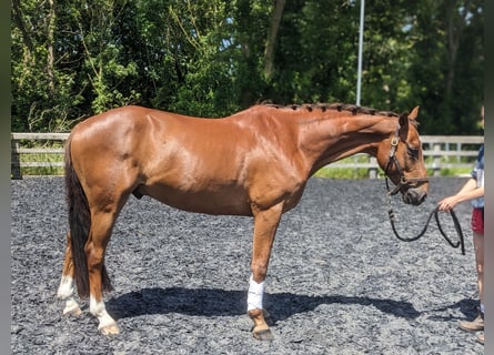 Anglo European Studbook, Caballo castrado, 5 años, 158 cm, Alazán-tostado