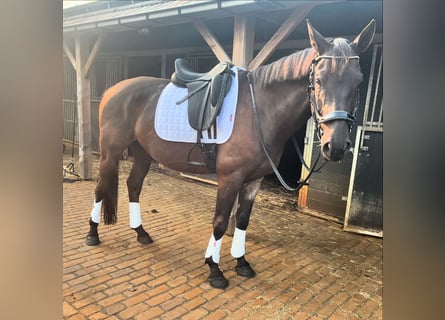 Anglo European Studbook, Caballo castrado, 5 años, 161 cm, Negro