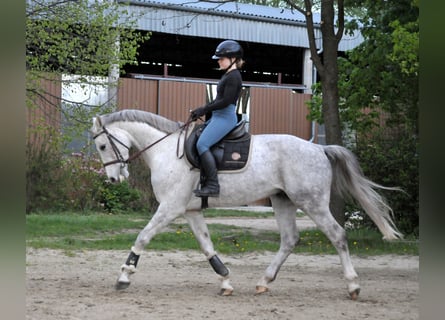 Anglo European Studbook, Caballo castrado, 5 años, 161 cm, Tordo