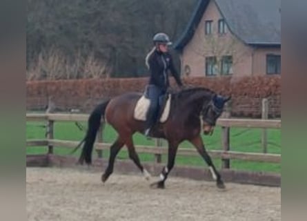 Anglo European Studbook, Caballo castrado, 5 años, 162 cm, Castaño oscuro