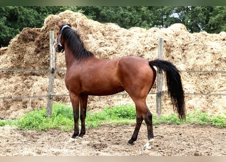 Anglo European Studbook, Caballo castrado, 5 años, 165 cm, Castaño