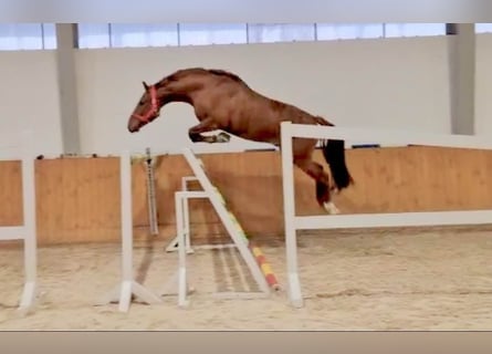 Anglo European Studbook, Caballo castrado, 5 años, 168 cm, Alazán