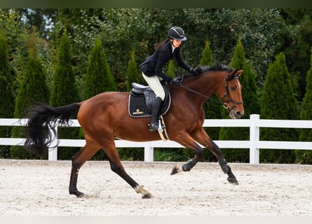 Anglo European Studbook, Caballo castrado, 5 años, 169 cm, Castaño rojizo