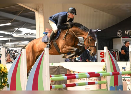 Anglo European Studbook, Caballo castrado, 5 años, 170 cm, Castaño rojizo