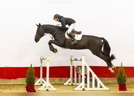 Anglo European Studbook, Caballo castrado, 5 años, 174 cm, Castaño oscuro