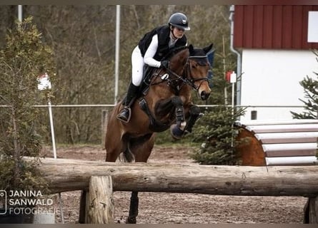 Anglo European Studbook, Caballo castrado, 6 años, 163 cm, Castaño