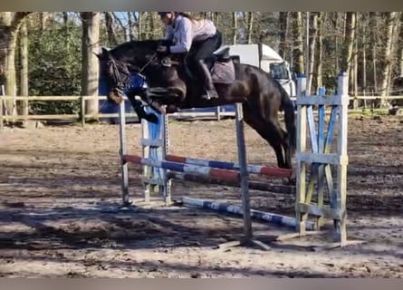 Anglo European Studbook, Caballo castrado, 6 años, 165 cm, Castaño oscuro