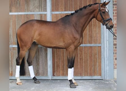 Anglo European Studbook, Caballo castrado, 6 años, 172 cm, Castaño