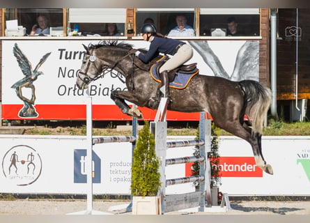 Anglo European Studbook, Caballo castrado, 6 años, 175 cm, Tordo