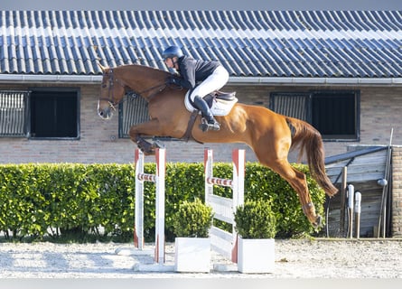 Anglo European Studbook, Caballo castrado, 6 años, 177 cm