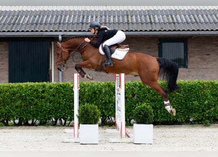 Anglo European Studbook, Caballo castrado, 7 años, 162 cm, Castaño