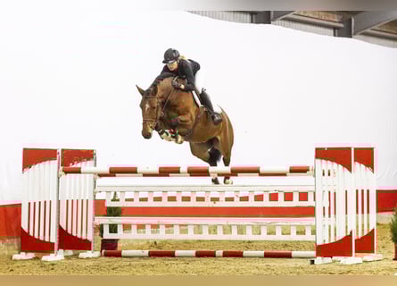 Anglo European Studbook, Caballo castrado, 7 años, 162 cm, Castaño