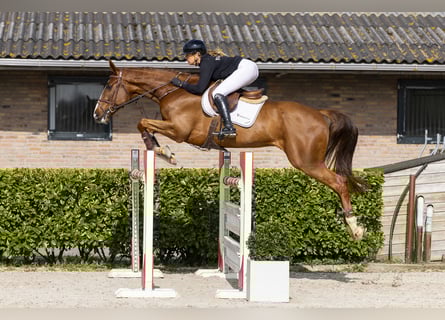 Anglo European Studbook, Caballo castrado, 7 años, 174 cm, Alazán