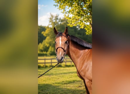 Anglo European Studbook, Caballo castrado, 7 años, 174 cm, Castaño