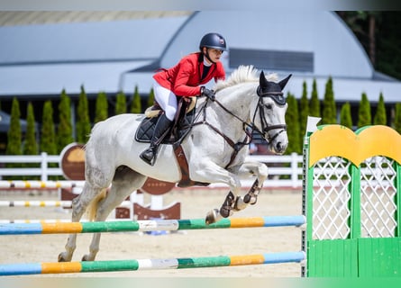 Anglo European Studbook, Caballo castrado, 7 años