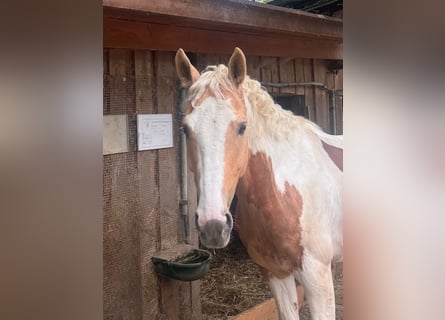 Anglo European Studbook, Caballo castrado, 8 años, 148 cm, Pío