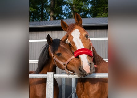 Anglo European Studbook, Caballo castrado, 8 años, 165 cm, Castaño