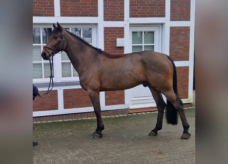 Anglo European Studbook, Caballo castrado, 8 años, 166 cm, Castaño