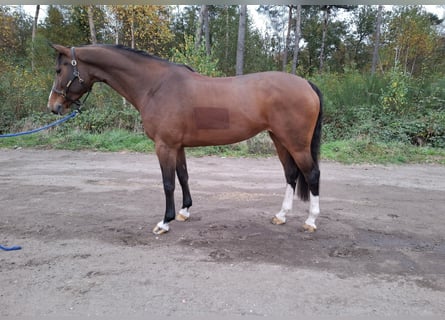 Anglo European Studbook, Caballo castrado, 8 años, 168 cm, Castaño