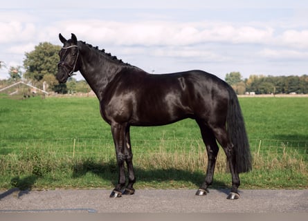 Anglo European Studbook, Caballo castrado, 8 años, 176 cm